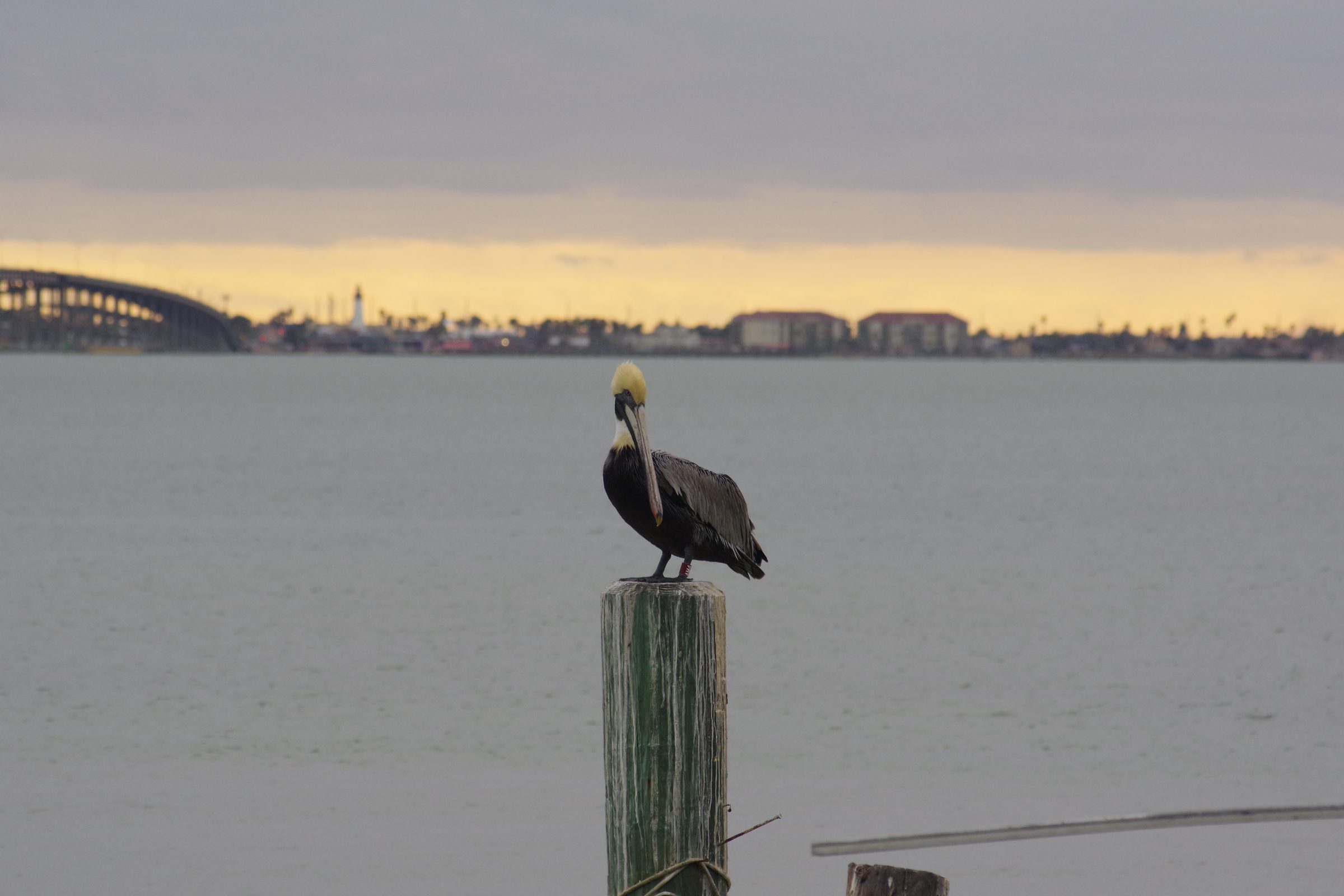 Brown pelican perched on a wooden piling at twilight with bridge and shoreline soft in the background